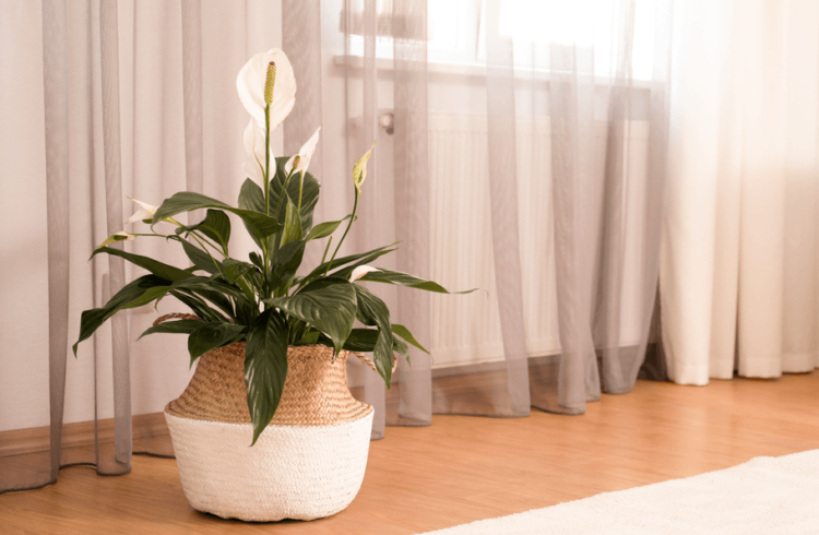 Precisa dar um up nas boas energias de casa? Conte com as plantas! |