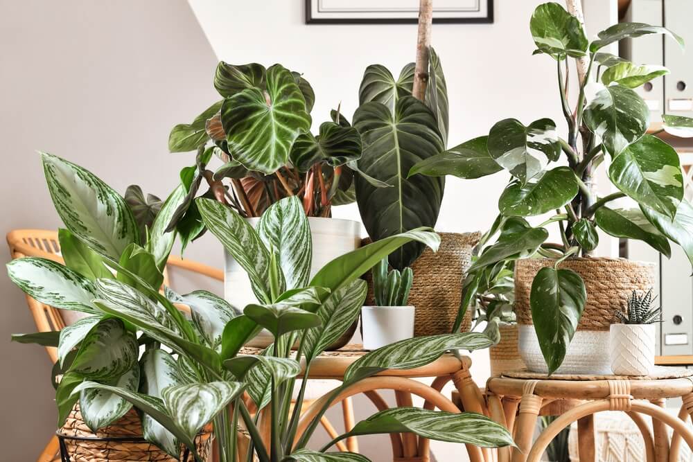 Plantas: estilo urban jungle vira tendência na decoração - Harper's Bazaar  » Moda, beleza e estilo de vida em um só site