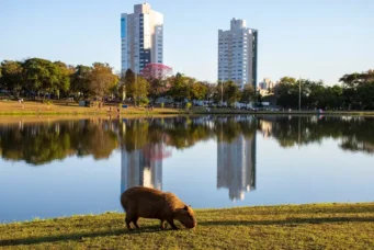 Morar em Campo Grande