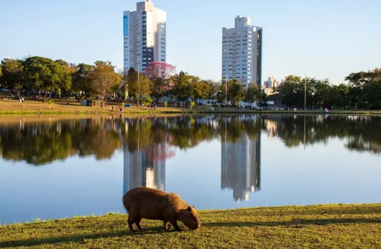 Morar em Campo Grande