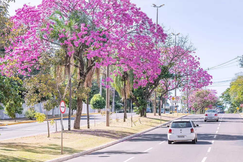 bairros de campo grande ms