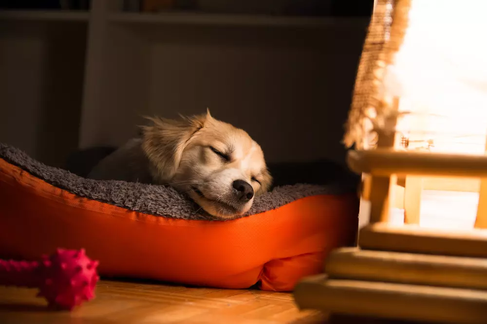 cama para cachorro