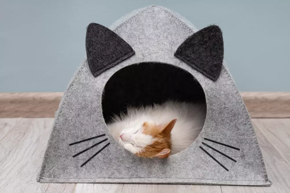 gato em casinha de feltro