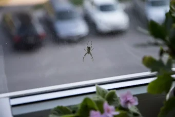Aranha na janela ilustrando o conceito de design antipragas, que busca estratégias para evitar pragas urbanas e melhorar a higiene visual e sanitária.