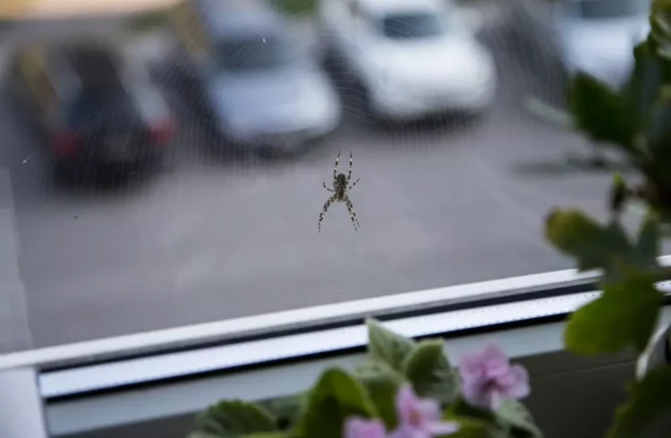 Aranha na janela ilustrando o conceito de design antipragas, que busca estratégias para evitar pragas urbanas e melhorar a higiene visual e sanitária.