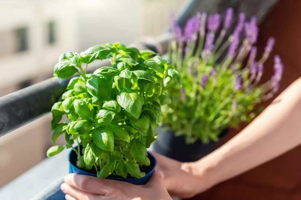 Plantas aromáticas em vasos no apartamento, promovendo controle natural de odores e facilitando manter o ambiente limpo com pets.