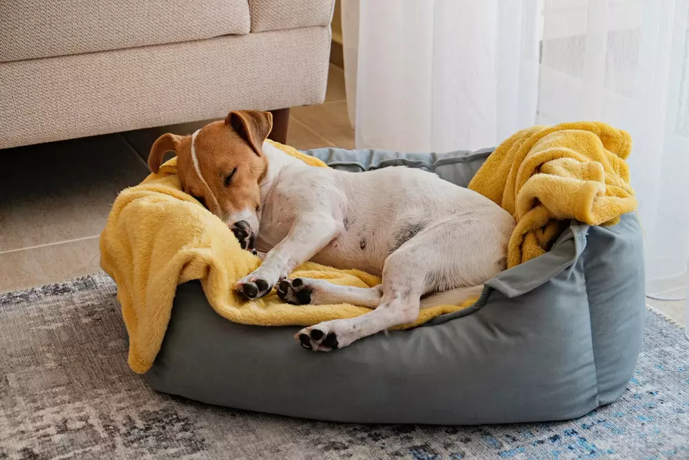 Cachorro dormindo em cama confortável com cobertores na sala, ideal para manter o apartamento limpo com pets e garantir o bem-estar do seu pet.