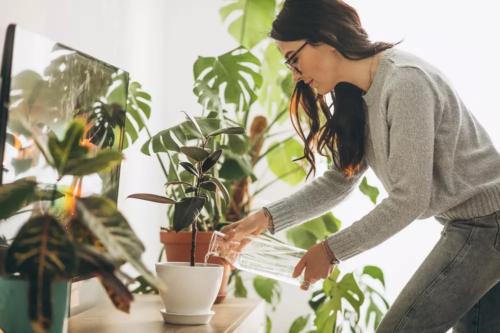 Mulher em ambiente interno cuidando de plantas em casa, decorando espaço com plantas de diferentes tamanhos e espécies, criando um ambiente natural e acolhedor.