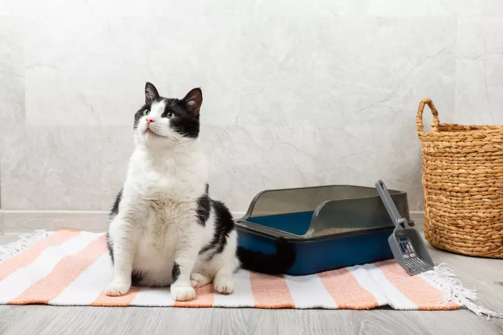 Gato ao lado de caixa de areia para gato, pronto para higiene sendo o banheiro do pet.