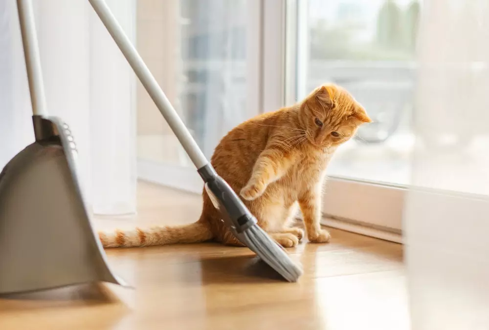 Gato de pelagem laranja e olhos atentos, brincando com uma vassoura em ambiente interno, próximo a uma porta de vidro. Perfeito para quem busca dicas de limpeza doméstica com animais de estimação.