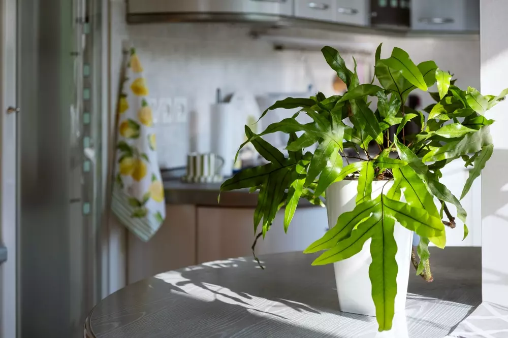 Planta de vó decorativa em vaso branco na mesa de uma cozinha moderna, trazendo charme e afeto ao ambiente com estilo do meme à moda.