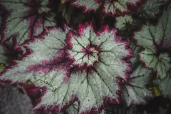Uma folha de planta com padrão que destaca a proporção áurea, mostrando a harmonia e simetria natural na disposição das cores e formas.