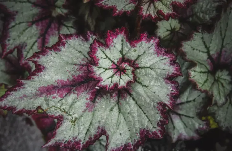Uma folha de planta com padrão que destaca a proporção áurea, mostrando a harmonia e simetria natural na disposição das cores e formas.